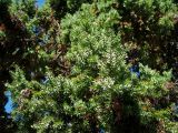 Juniperus drupacea