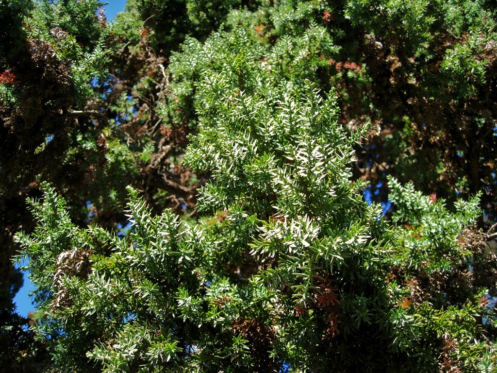 Изображение особи Juniperus drupacea.