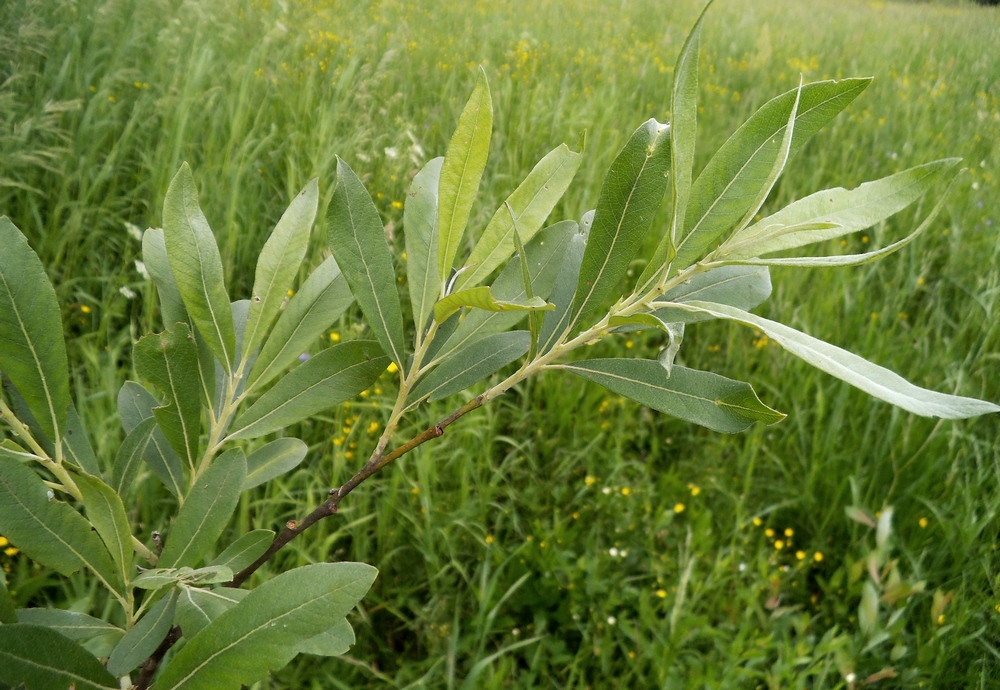 Изображение особи Salix gmelinii.