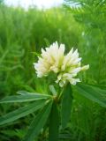 Trifolium lupinaster variety albiflorum