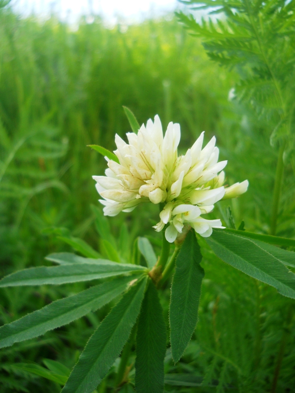 Image of Trifolium lupinaster var. albiflorum specimen.