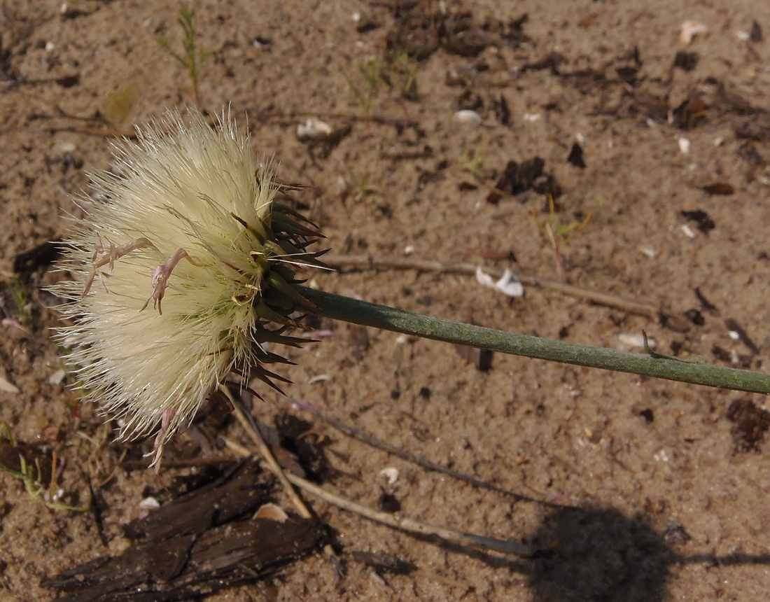 Image of Jurinea pseudocyanoides specimen.