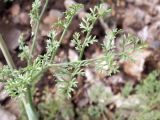 Ferula tschuiliensis