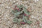 Oxytropis pseudoleptophysa. Цветущее растение. Узбекистан, Сурхандарьинская обл., Шерабадский р-н, вост. склон хр. Кугитангтау, Сурханский государственный заповедник, по щебнистым склонам. 03.06.2013.