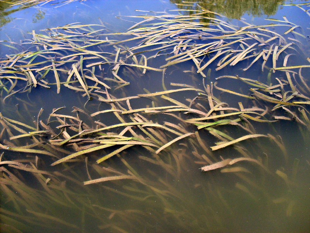 Изображение особи Vallisneria spiralis.