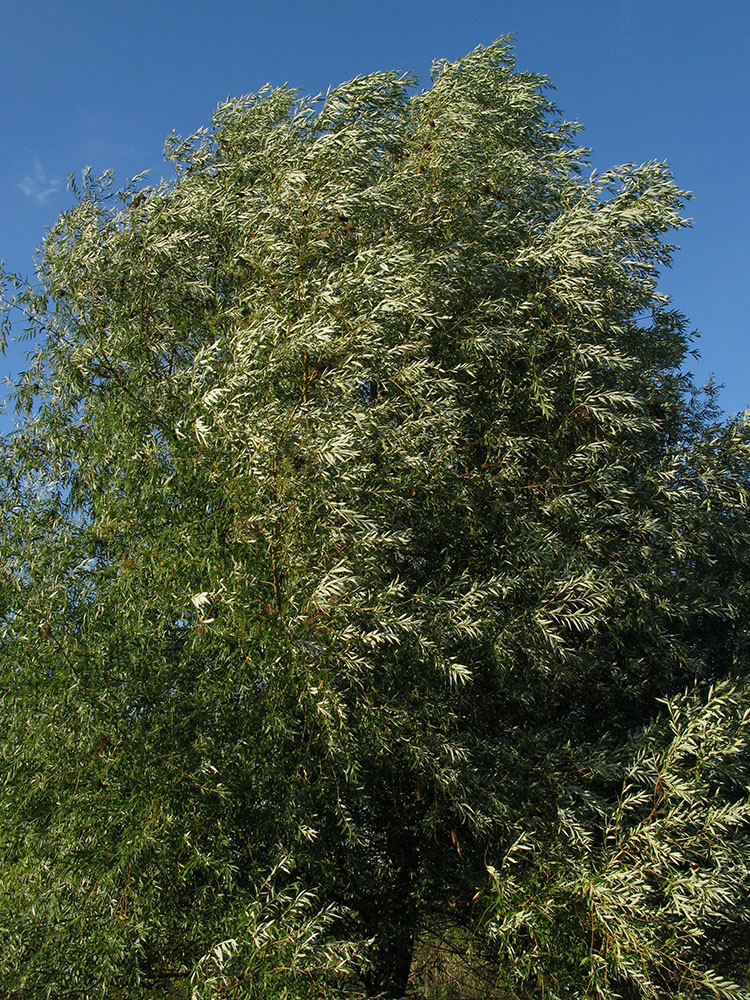 Image of Salix euxina specimen.