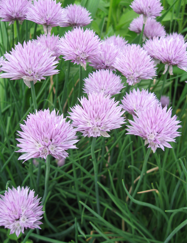 Изображение особи Allium schoenoprasum.