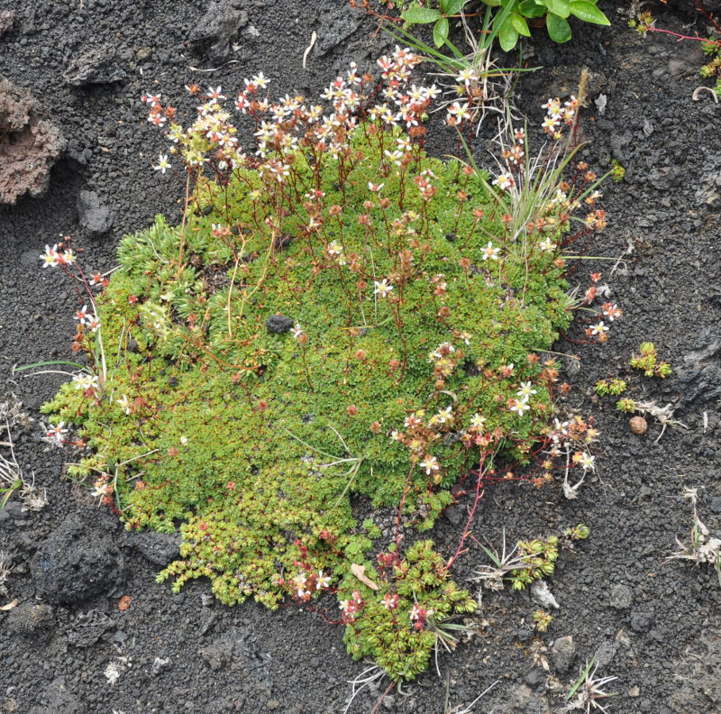 Изображение особи Saxifraga funstonii.