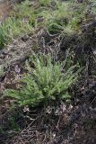 Oxytropis subcapitata