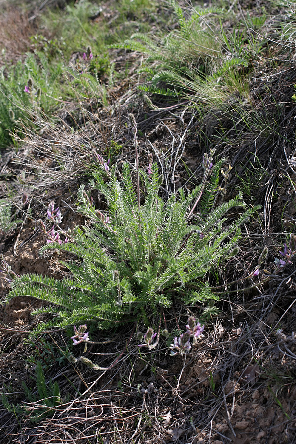 Image of Oxytropis subcapitata specimen.