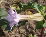 Datura stramonium разновидность tatula. Цветок. Украина, г. Запорожье, Правый берег, ул. Дегтярёва, перед многоэтажным домом. 28.09.2013.