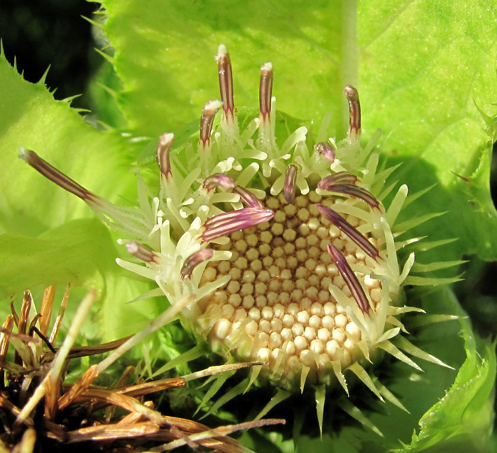 Изображение особи Cirsium oleraceum.