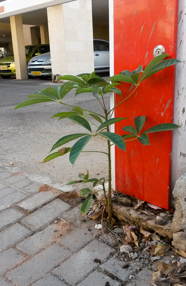 Изображение особи Bombax ceiba.