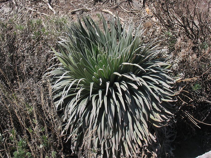 Image of Echium wildpretii specimen.