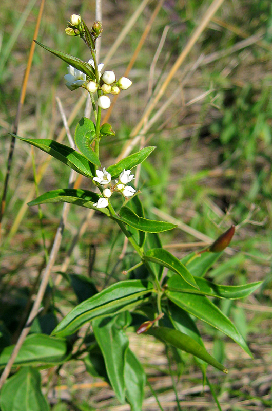 Image of Vincetoxicum hirundinaria specimen.