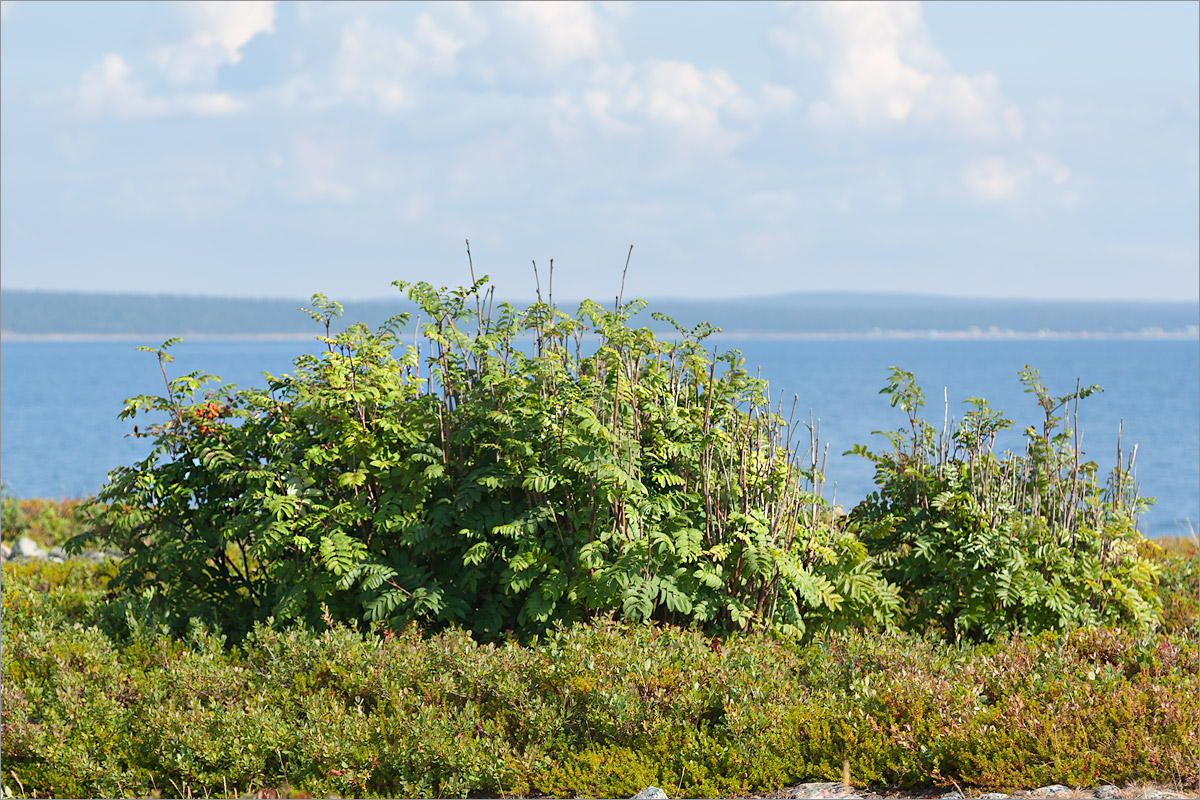 Image of Sorbus aucuparia ssp. glabrata specimen.