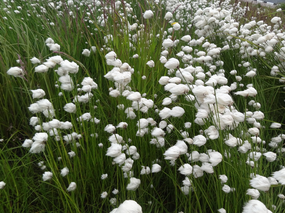 Изображение особи род Eriophorum.