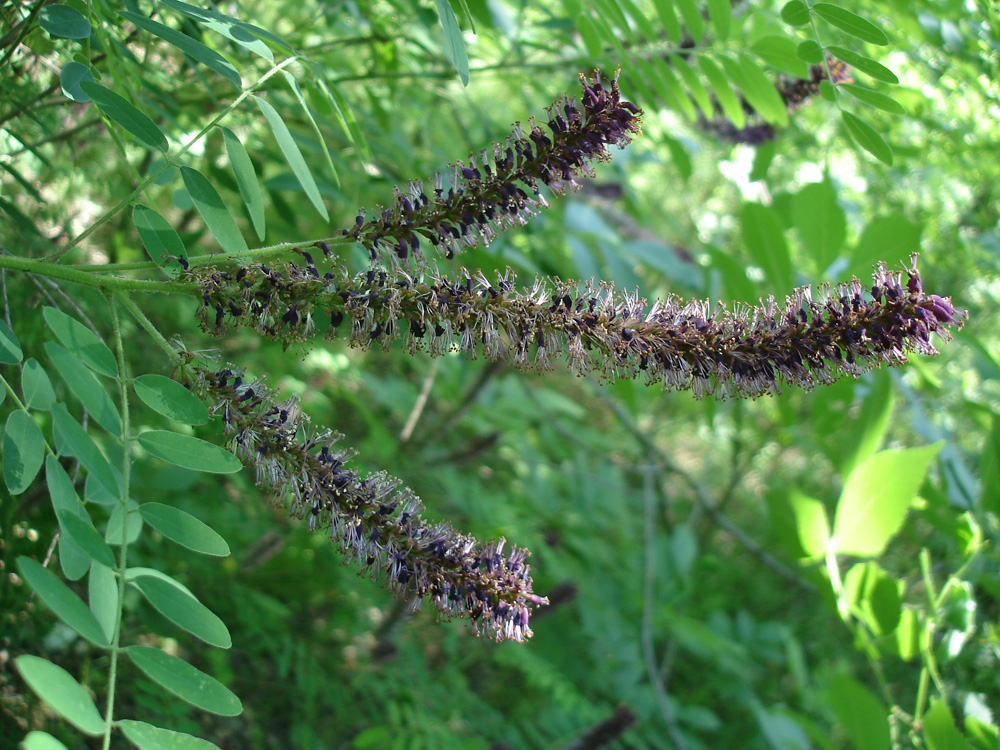 Image of Amorpha fruticosa specimen.