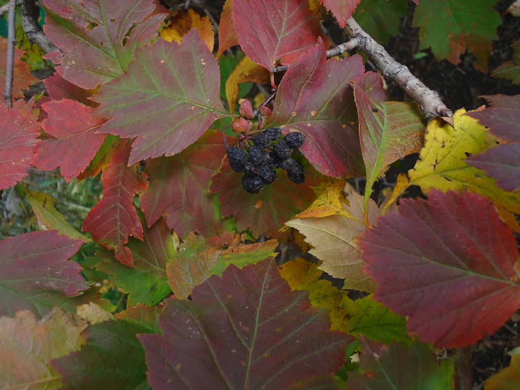 Image of Crataegus chlorosarca specimen.