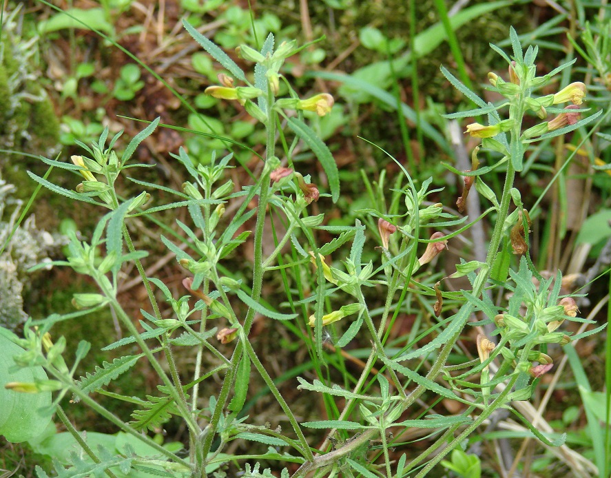 Изображение особи Pedicularis labradorica.