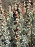 Artemisia rutifolia