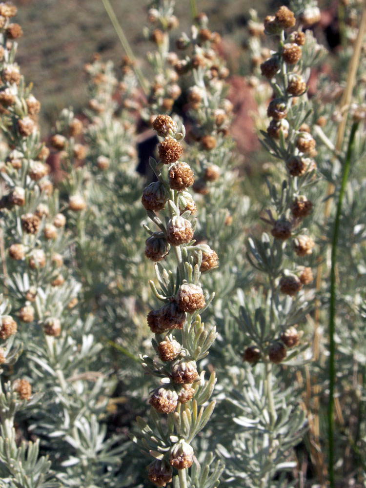 Изображение особи Artemisia rutifolia.