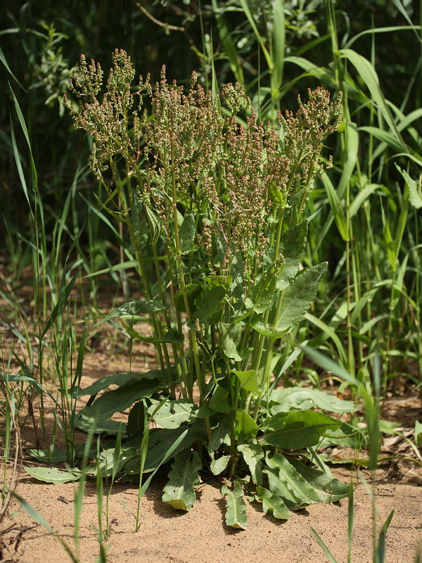 Изображение особи Rumex acetosa.