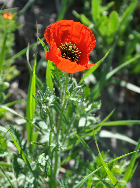 Image of Roemeria refracta specimen.