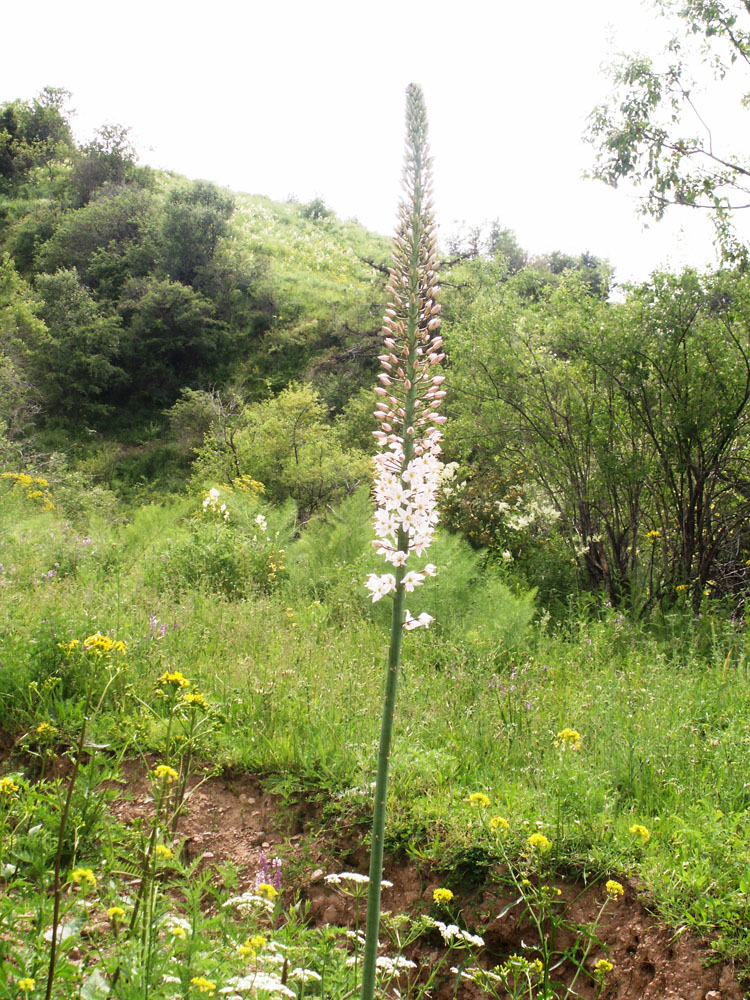 Изображение особи Eremurus robustus.