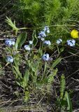 Myosotis popovii