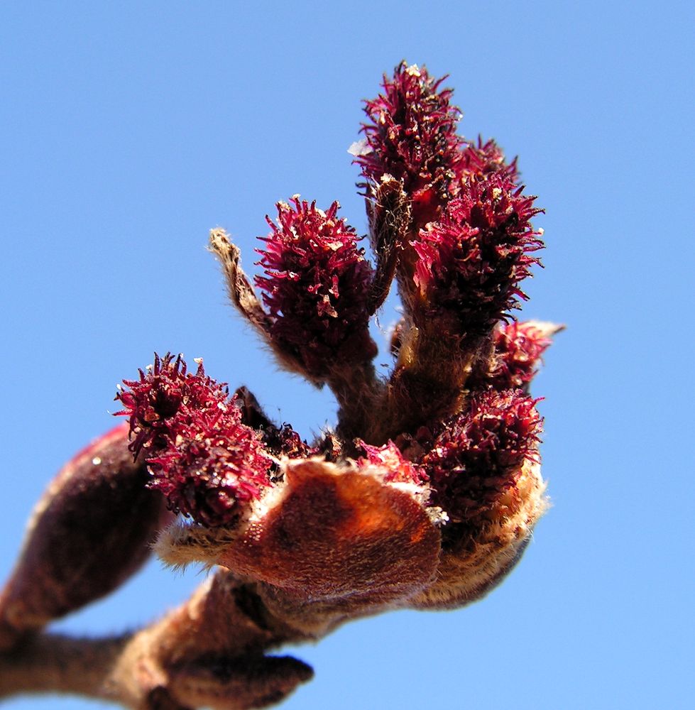 Image of Alnus hirsuta specimen.