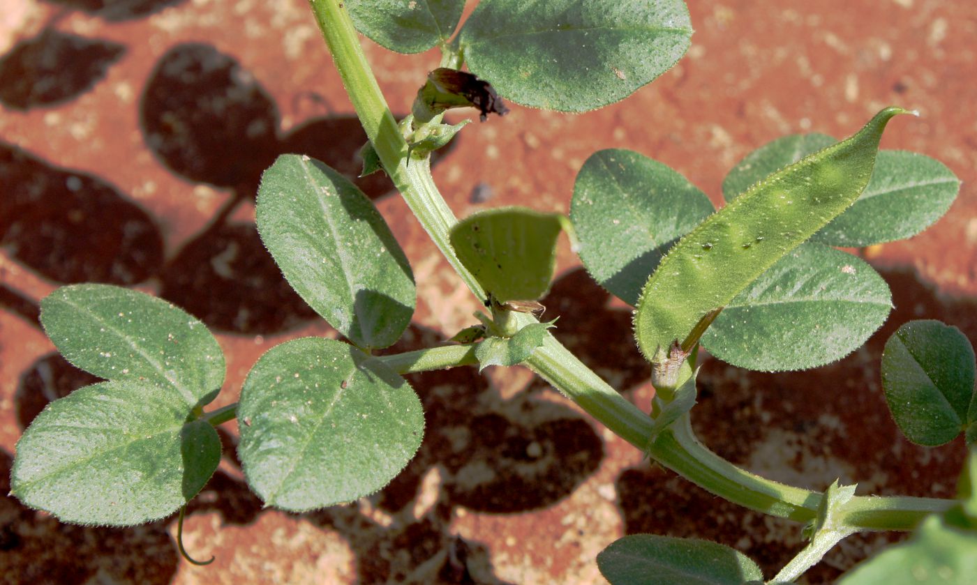 Изображение особи Vicia narbonensis.