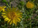 Grindelia squarrosa. Соцветия (диаметр раскрывшейся корзинки 4 см). Киев, Святошино, обочина Житомирского шоссе. 9 июля 2009 г.