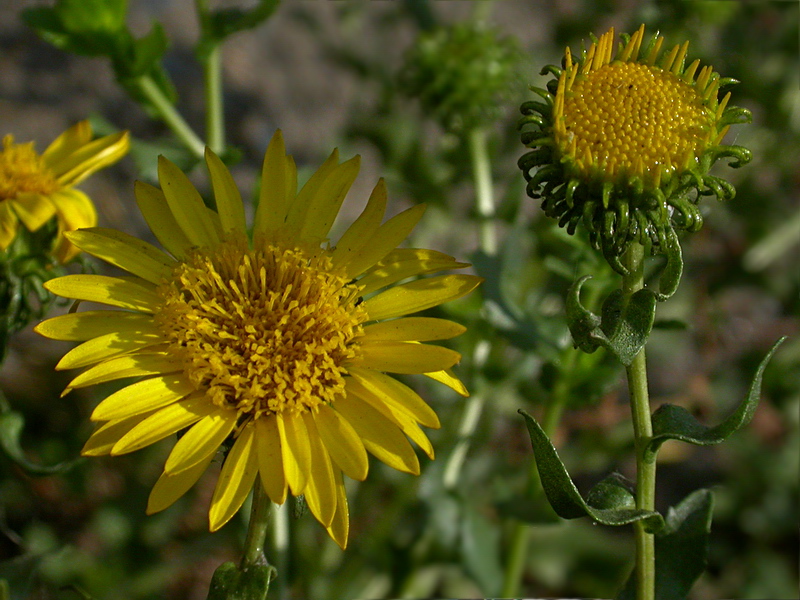 Image of Grindelia squarrosa specimen.