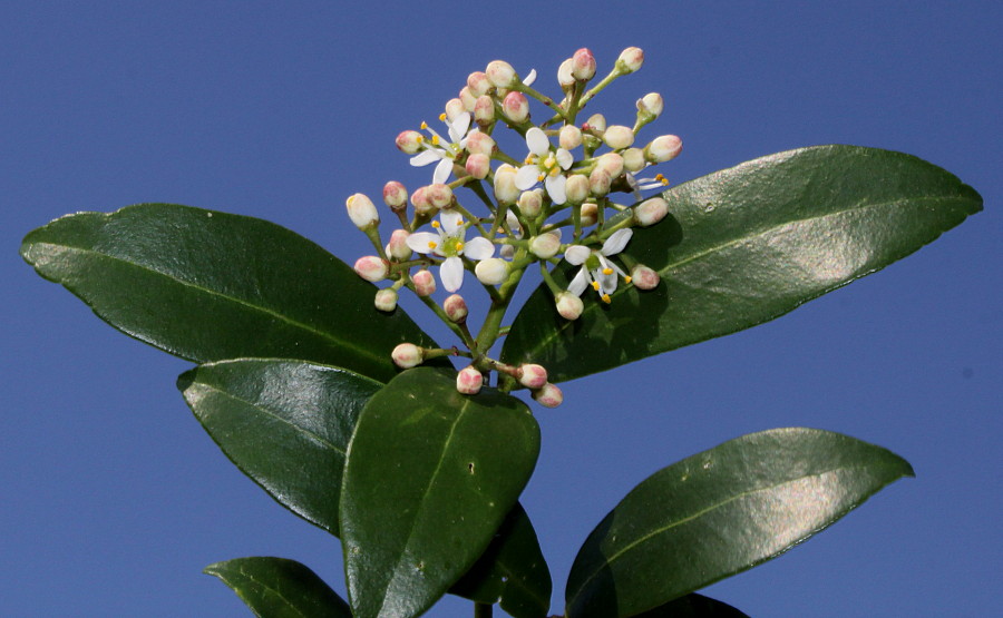 Изображение особи Skimmia reevesiana.