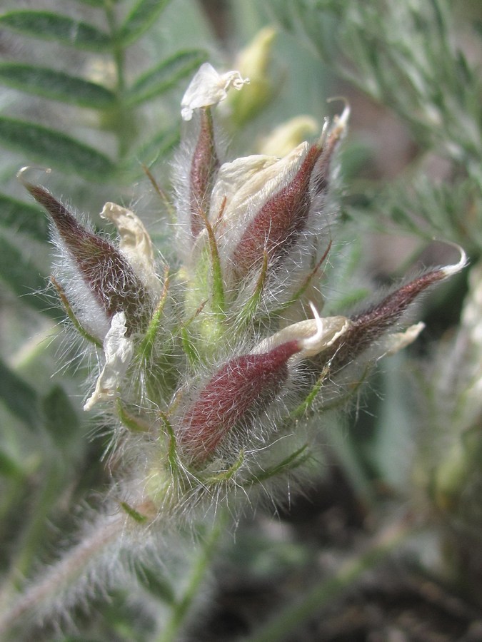 Изображение особи Oxytropis pallasii.