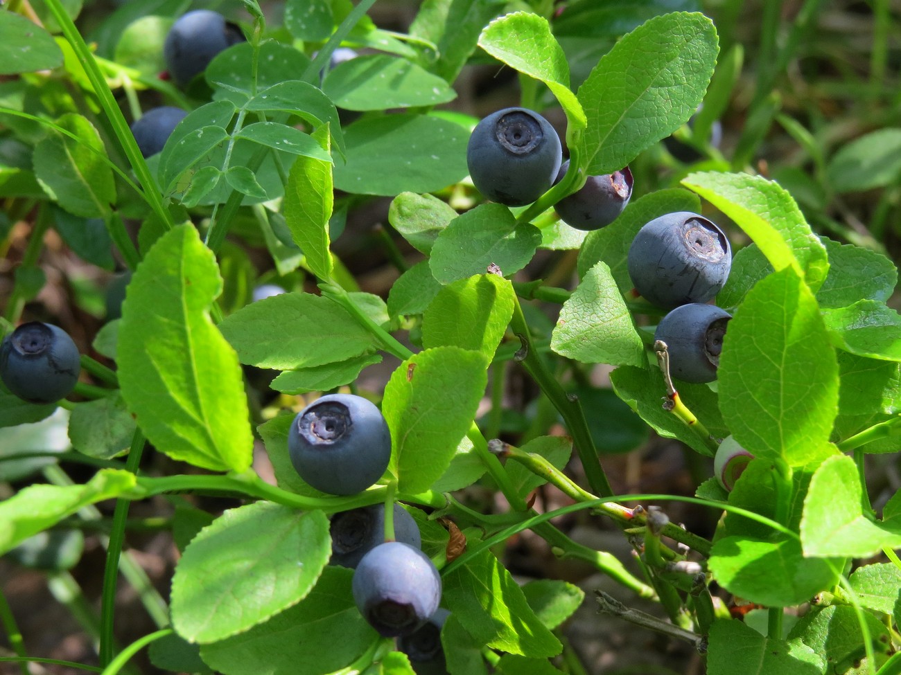 Изображение особи Vaccinium myrtillus.