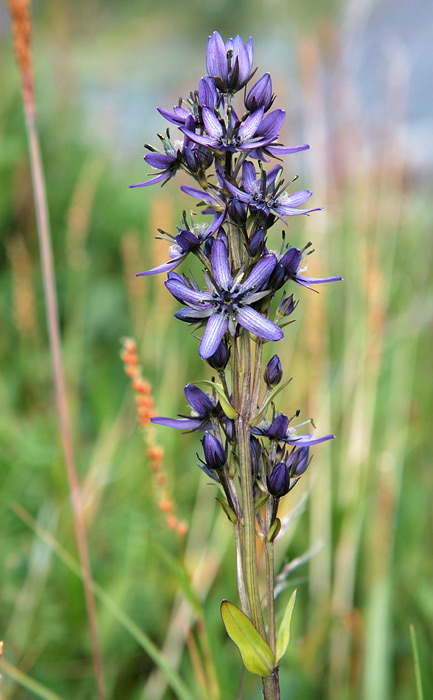 Image of Swertia obtusa specimen.