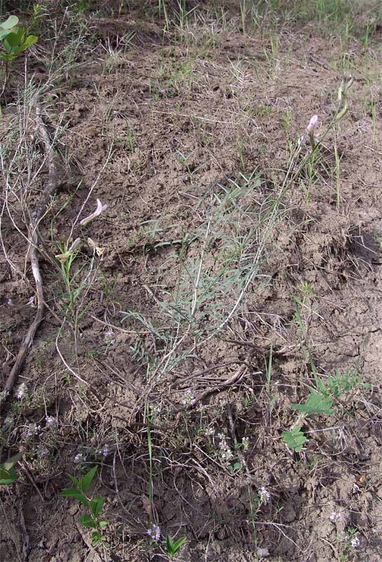 Изображение особи Astragalus xiphidium.