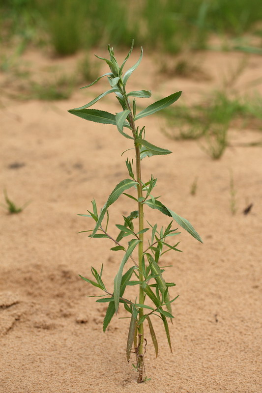 Image of Achillea cartilaginea specimen.