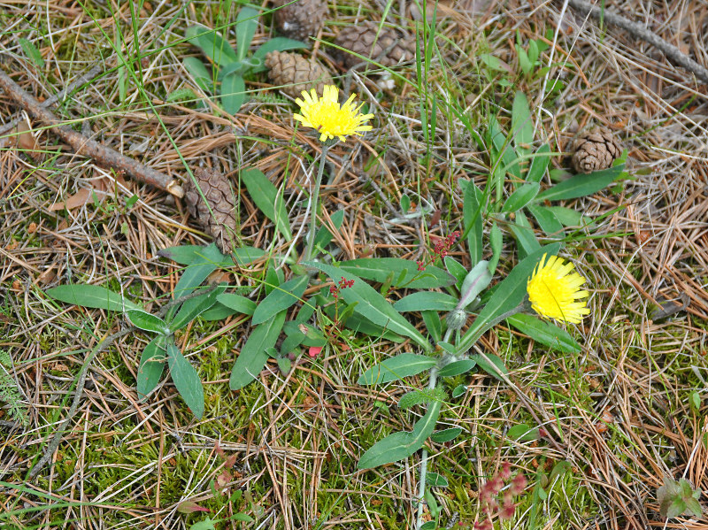 Image of Pilosella officinarum specimen.