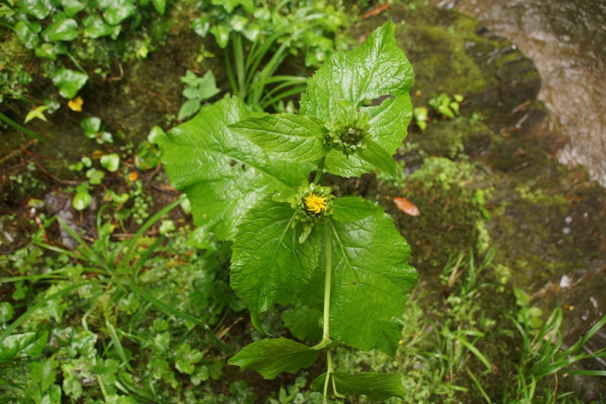 Изображение особи Telekia speciosa.