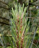 Pinus coulteri