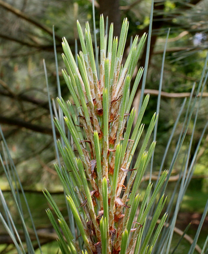 Изображение особи Pinus coulteri.