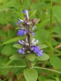 Ajuga reptans. Верхушка растения с соцветием. Украина, Львовская обл., Дрогобычский р-н, г. Трускавец, Помярки, лес. 03.06.2014.