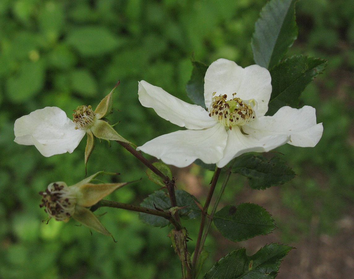 Image of Rosa maximowicziana specimen.