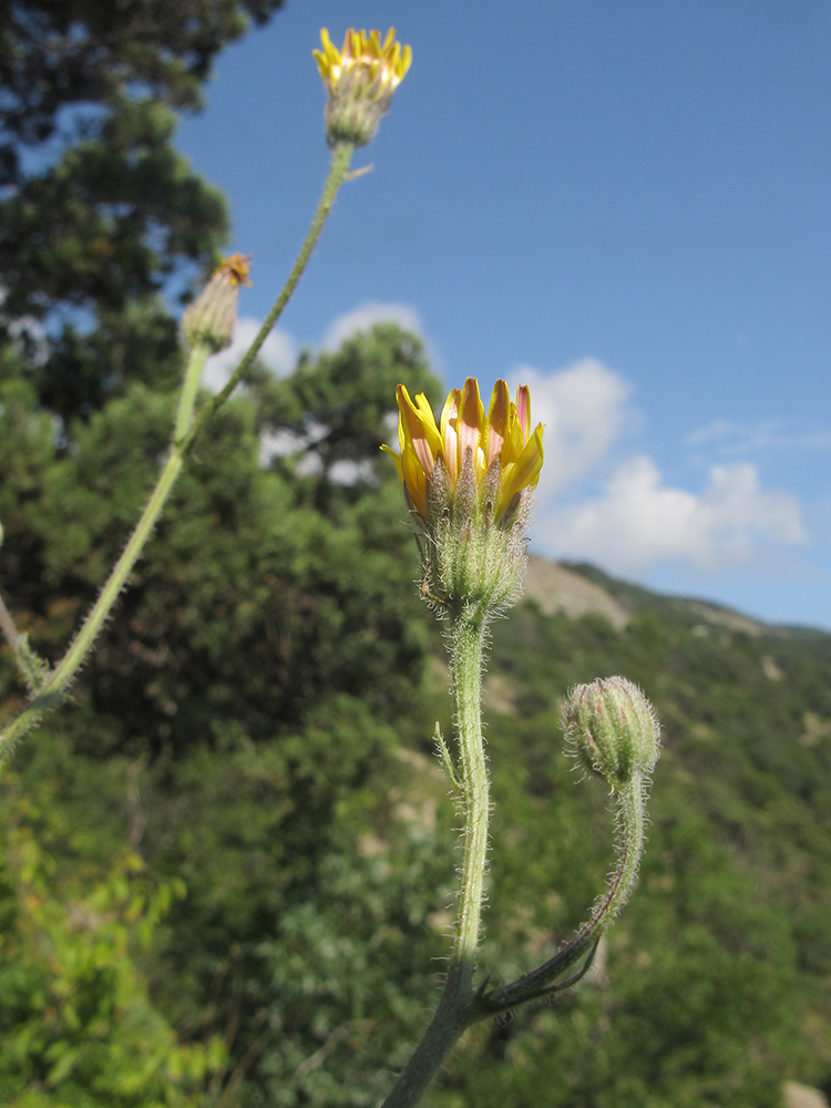 Image of Crepis rhoeadifolia specimen.