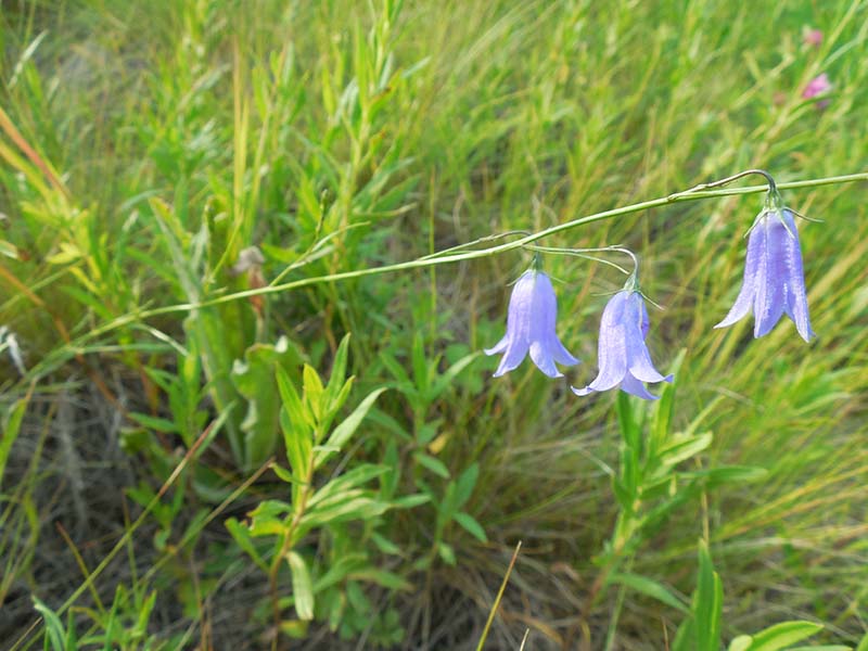 Image of Campanula rotundifolia specimen.