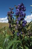 Aconitum glandulosum