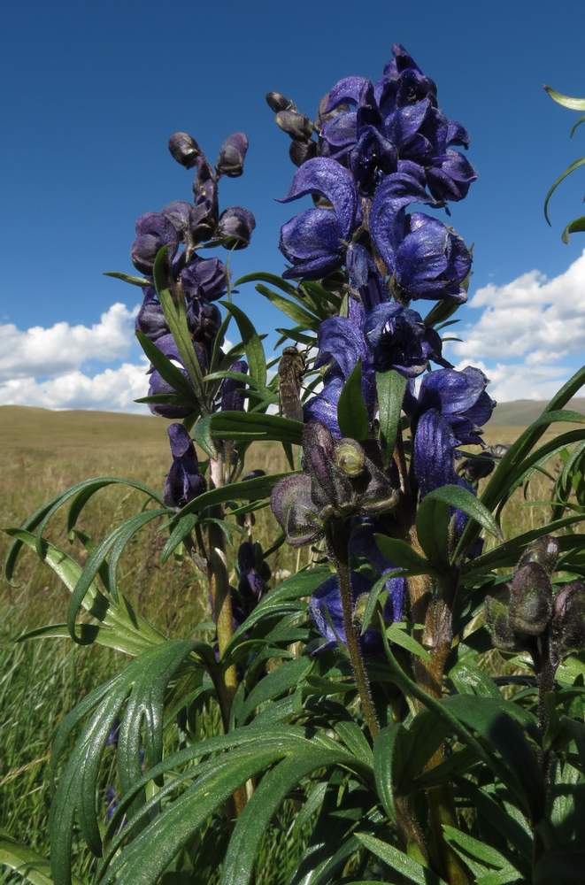 Image of Aconitum glandulosum specimen.